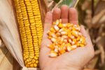 Premium Butterfly Corn Bioscooppopcorn 10 kg zak - Afbeelding 3